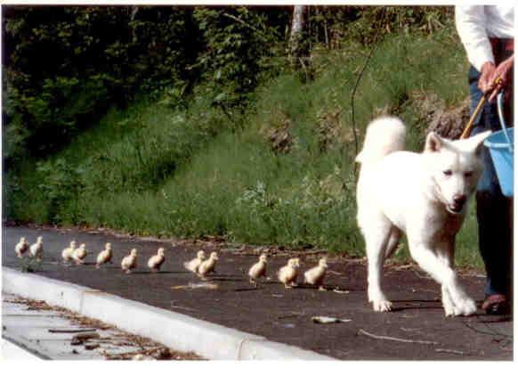 Dog walking ducks