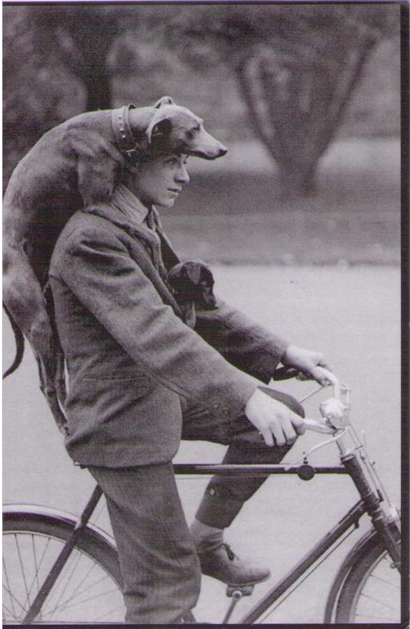 Man and dogs on bicycle