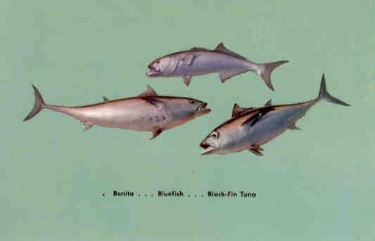 Black-Fin Tuna, Bluefish, Bonita (Maryland, USA)