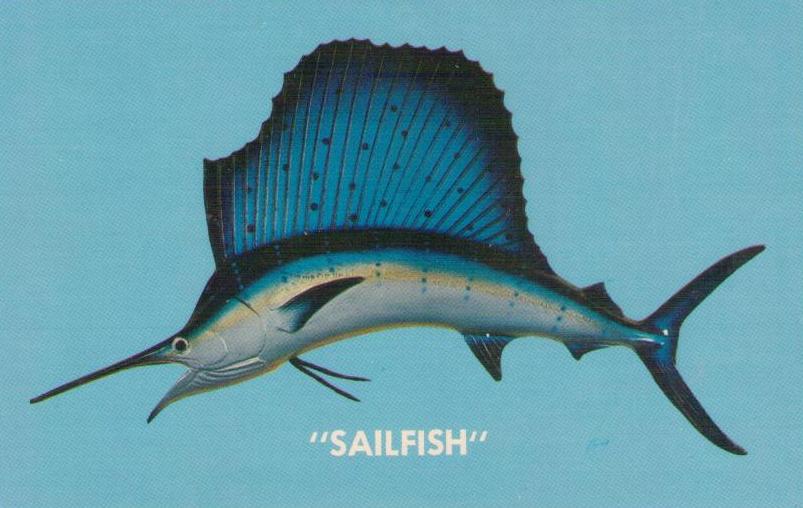 Sailfish (USA)