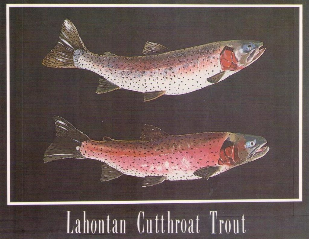 Pyramid Lake Lahontan Cutthroat Trout (Nevada, USA)