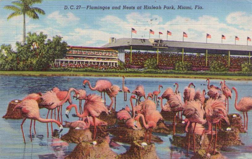 Miami, Flamingos and Nests at Hialeah Park (Florida)