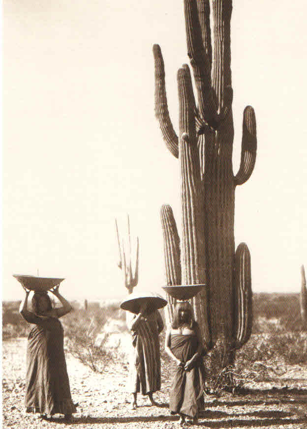 Maricopa, Saguaro Gatherers