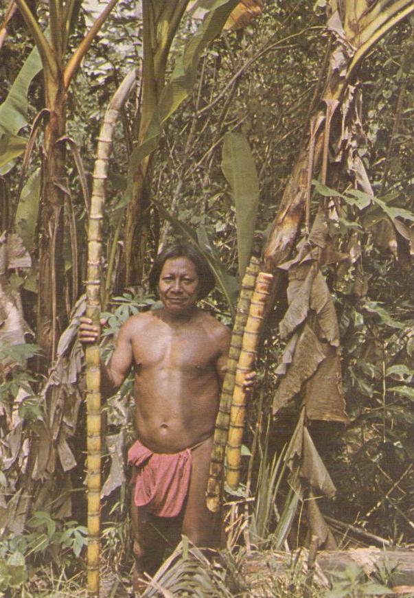 Indien coupant des pousses de canne a sucre (French Guiana)