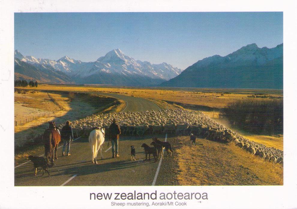 Sheep mustering, Aoraki/Mt. Cook (New Zealand)