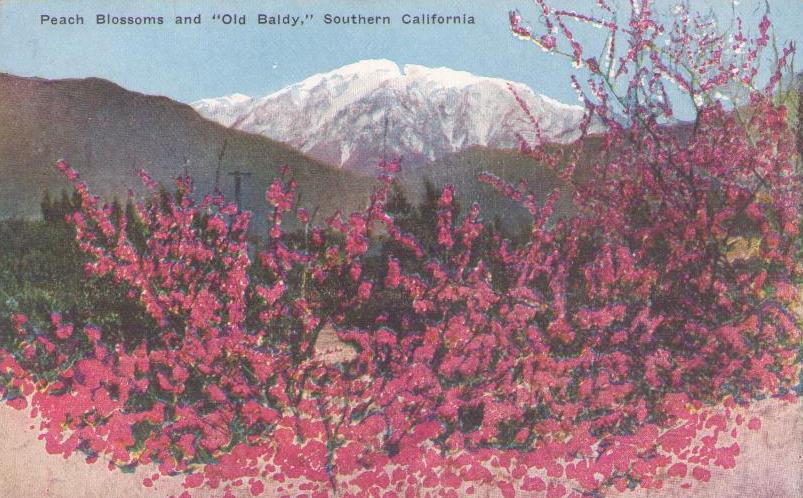 Peach Blossoms and “Old Baldy” (California)