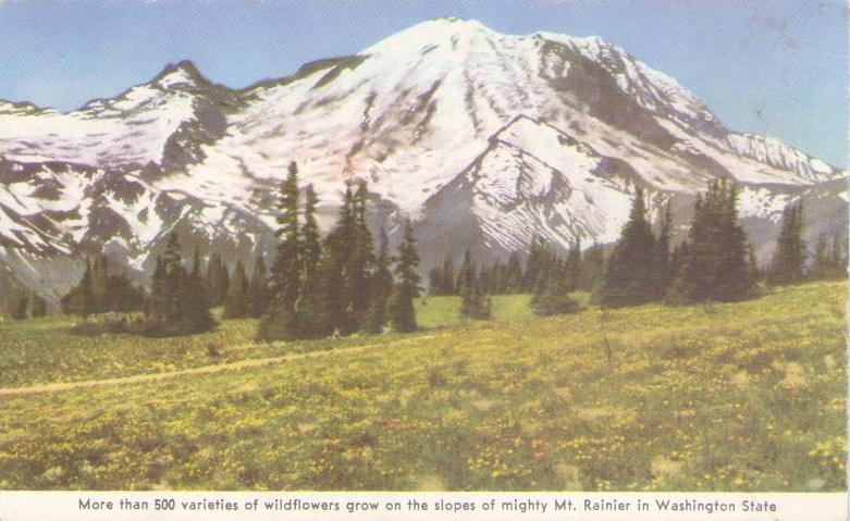 Mt. Rainier, More than 500 varieties of wildflowers (Washington, USA)
