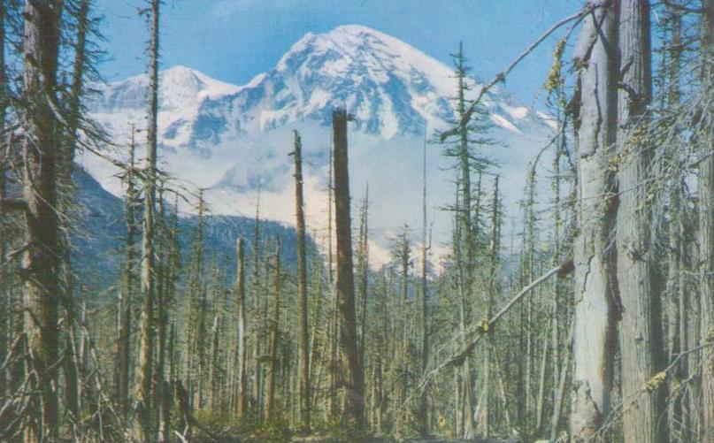 Mt. Rainier, as seen through the Ghost Forest near Longmire (Washington)