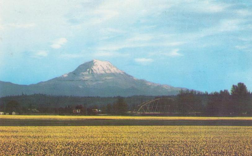 Daffodil Fields and Mt. Rainier in the Puyallup Valley (Washington, USA)
