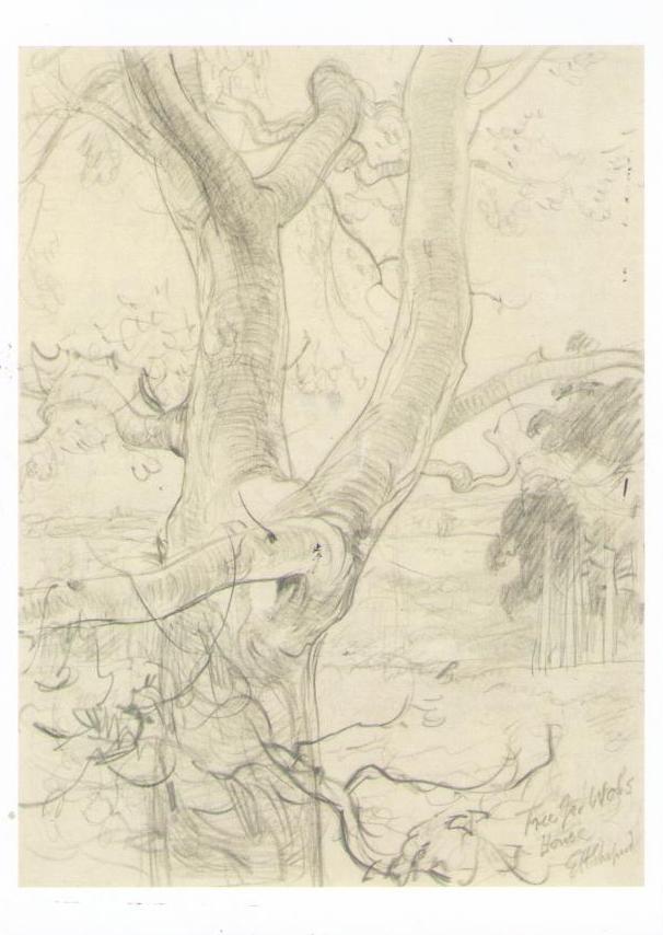 Victoria and Albert Museum, Tree for Wol’s House (E.H. Shepard)