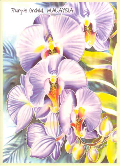 Purple Orchid (Malaysia)
