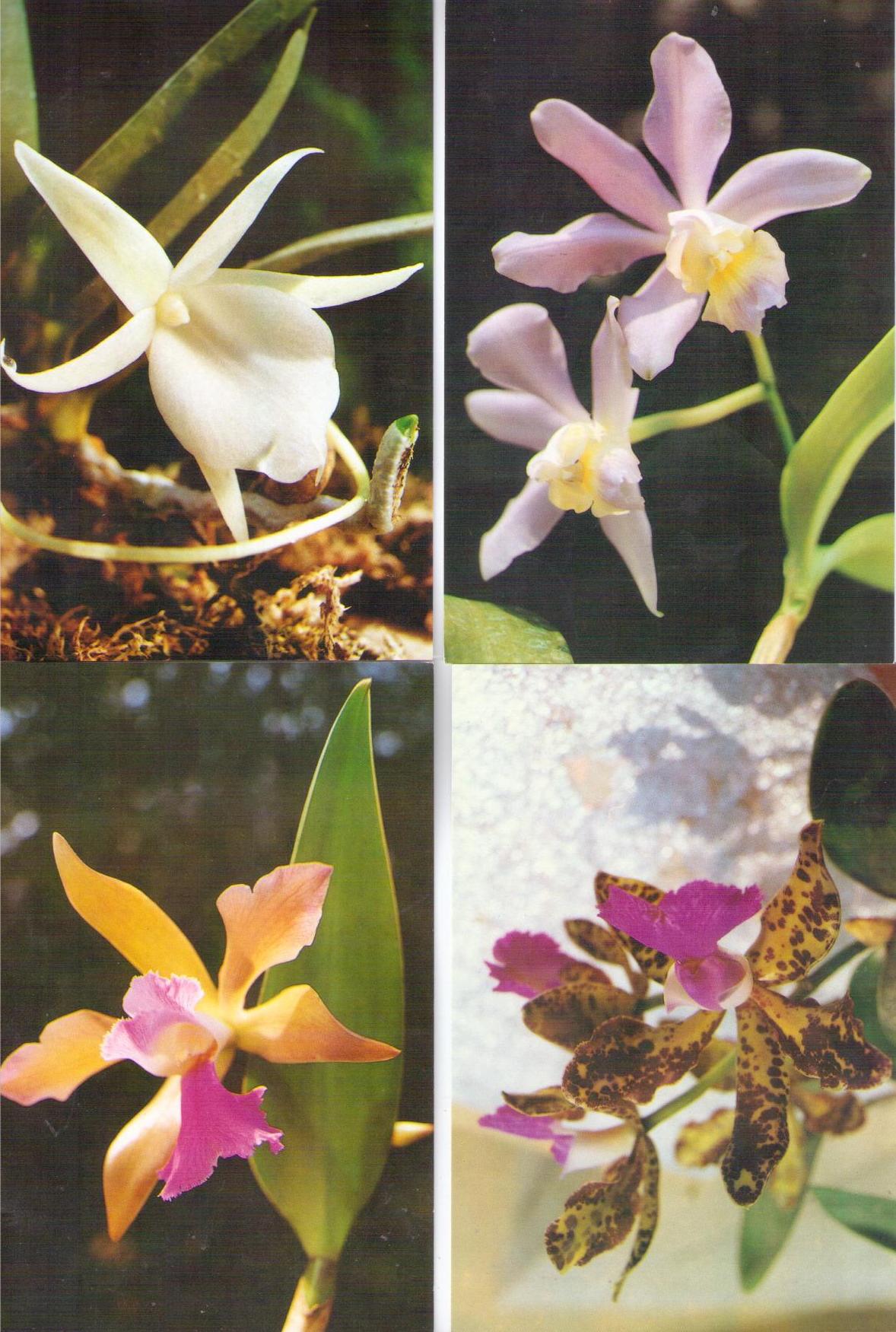 Orchids (set of five) (DPR Korea)