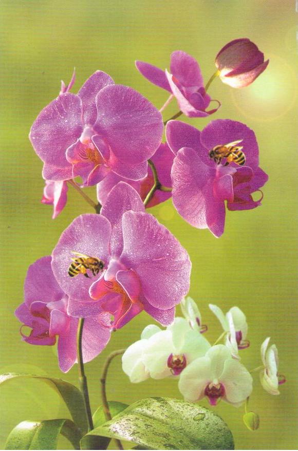 Orchids (DPR Korea)