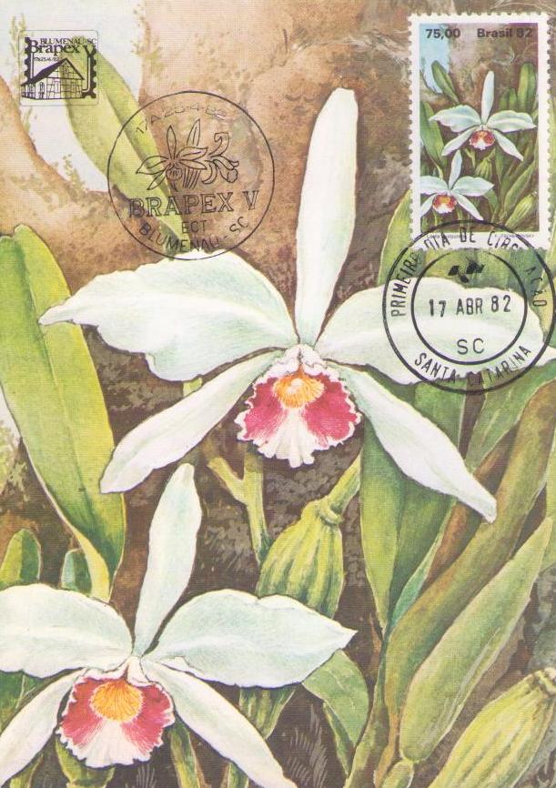Brapex V – Laelia purpurata (Maximum Card) (Brazil)