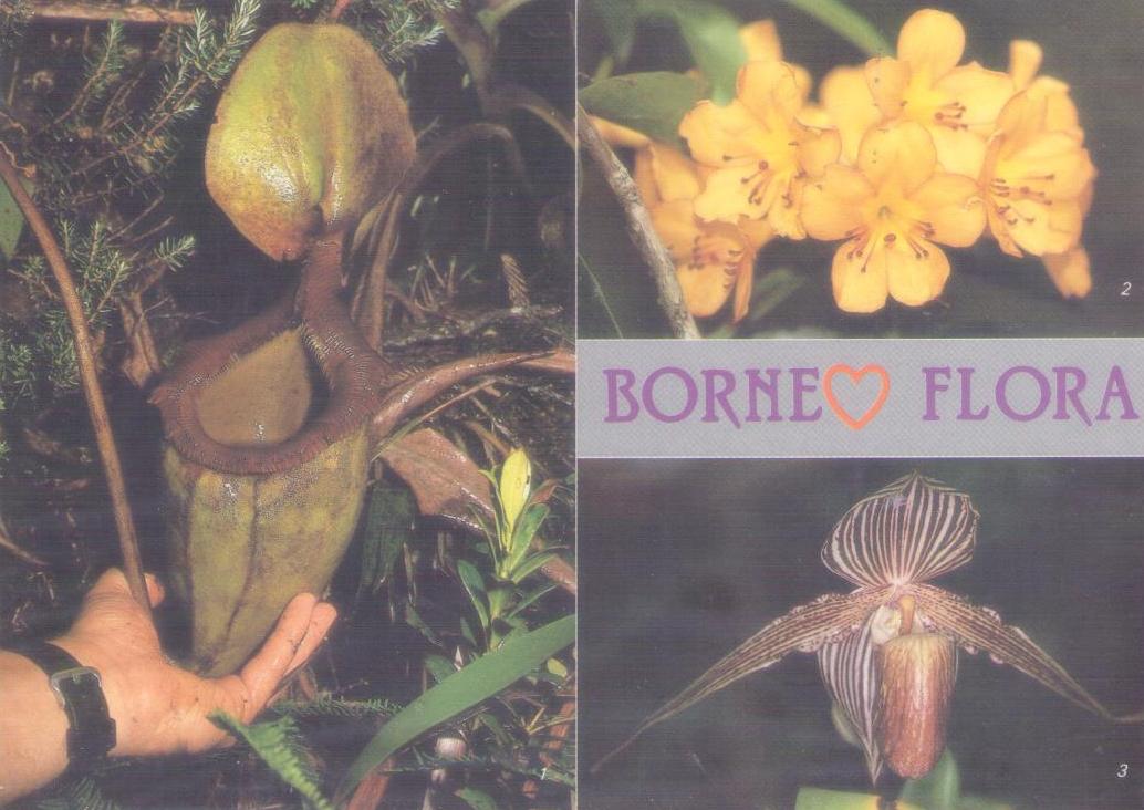 Borneo Flora
