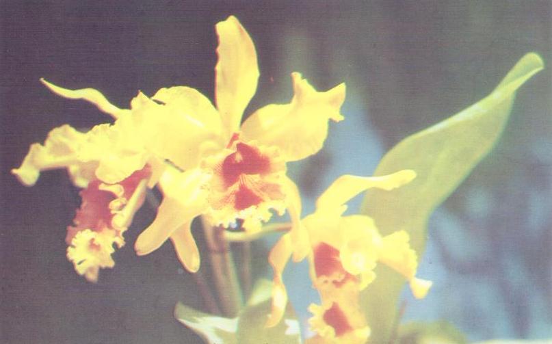 Orchid Jungle, Homestead (Florida, USA)