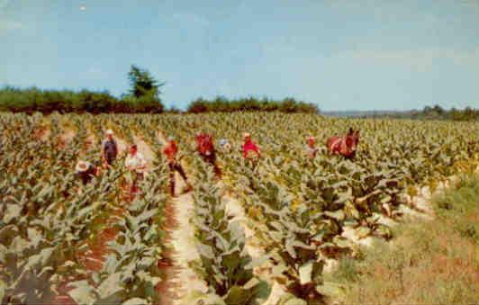 Harvesting tobacco (USA)