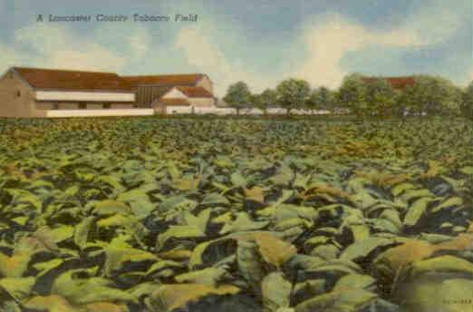 A Lancaster County Tobacco Field (Pennsylvania, USA)