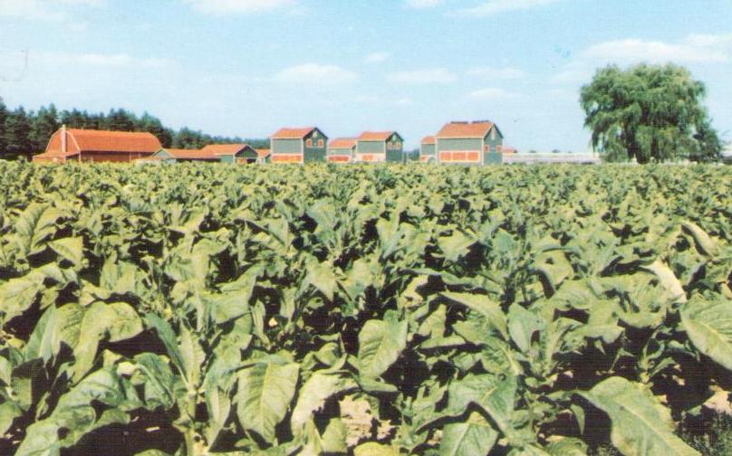 Greetings from Waterford (ON), typical tobacco farm scene