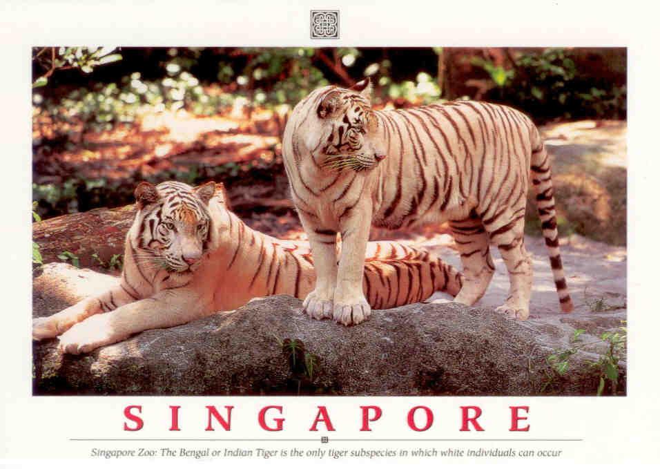 Singapore Zoo:  Bengal or Indian Tiger