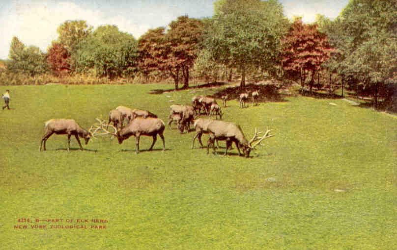 New York Zoological Park, Part of elk herd