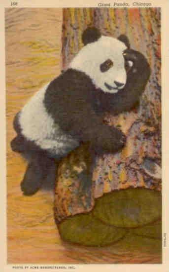 Chicago, Brookfield Zoo, Giant Panda (USA)