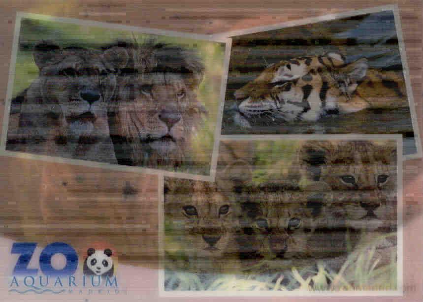 Zoo de Madrid, lions and tigers (3D)