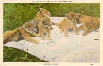Five lion cubs born at the Cincinnati Zoo (USA)
