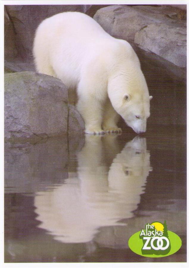 The Alaska Zoo, polar bear