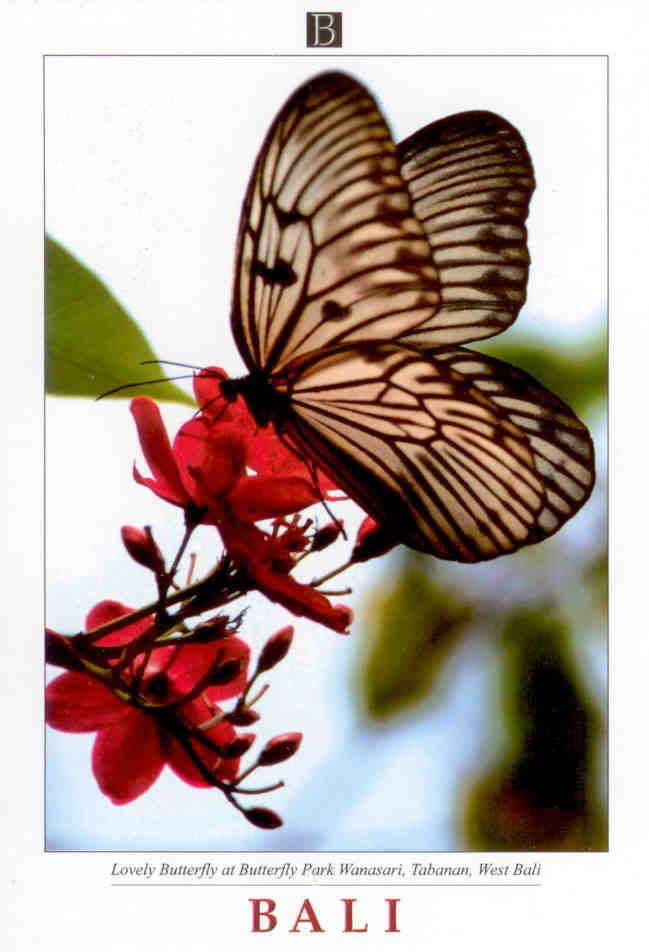 Bali, Butterfly Park Wanasari, Tabanan