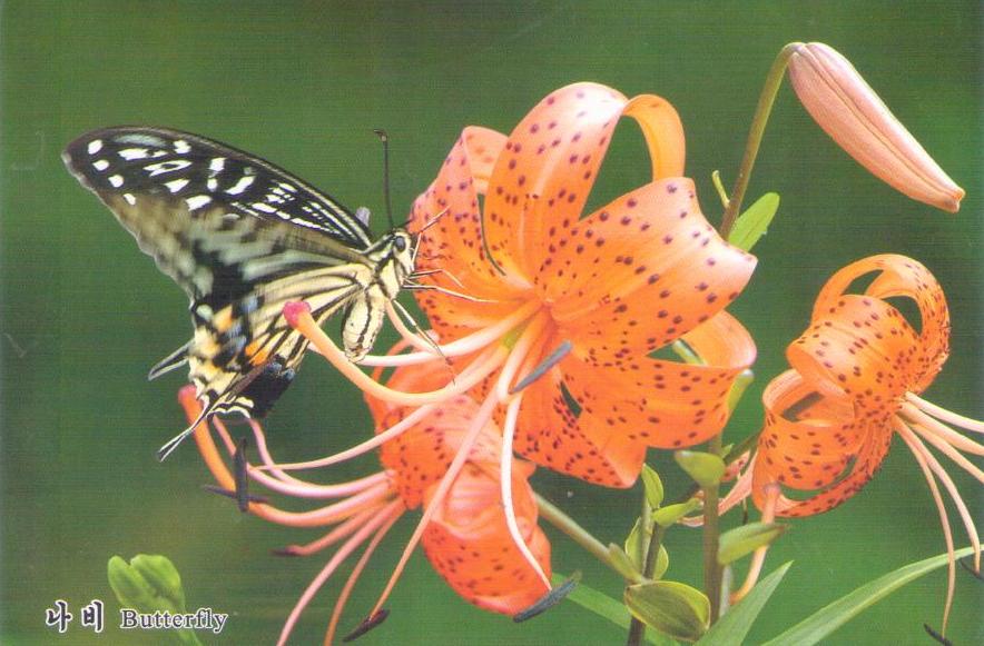 Butterfly (나비) (DPR Korea)