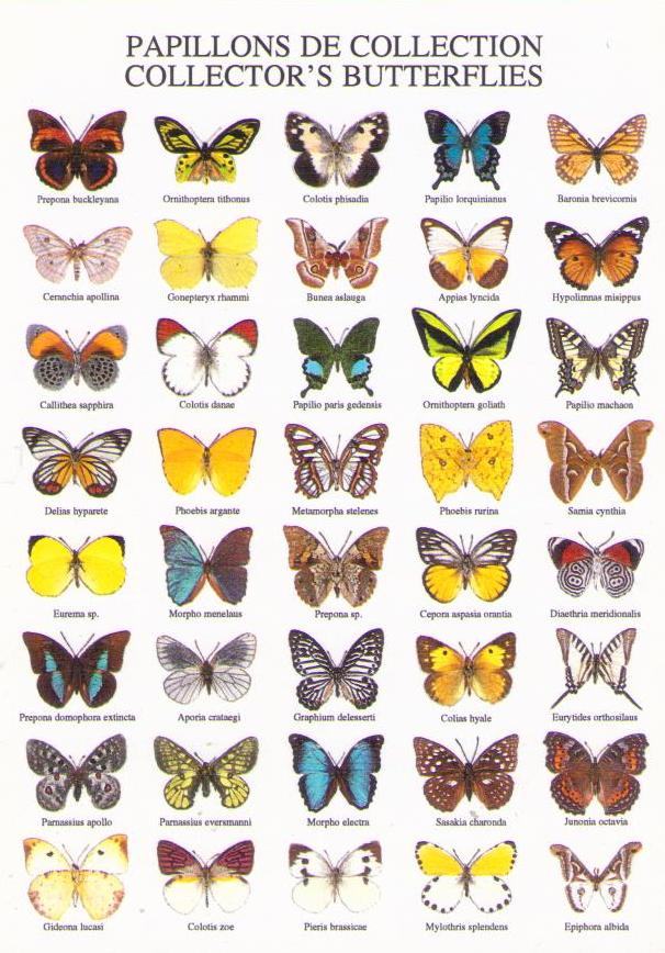 Collectors’ Butterflies