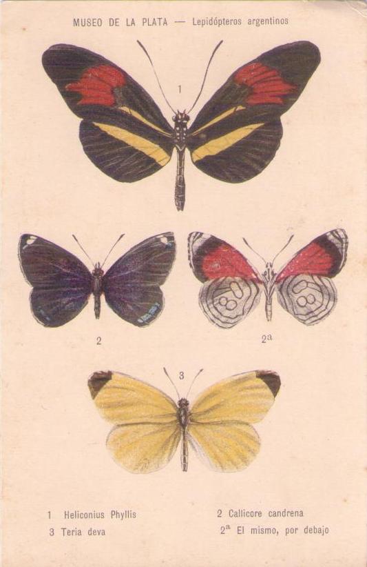 Museo de La Plata – Lepidopteros argentinos (Argentina)
