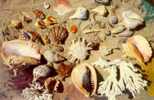 Shells from the Coasts of Florida