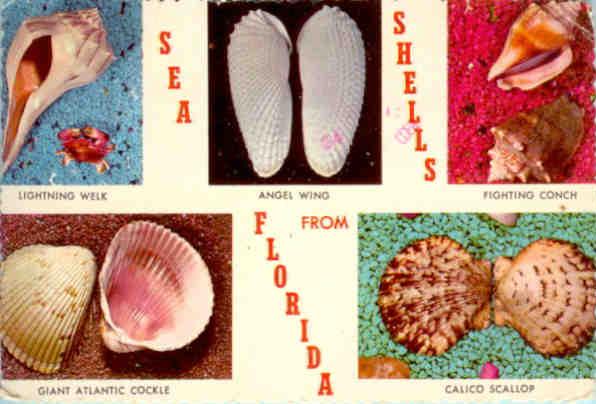 Sea shells from Florida