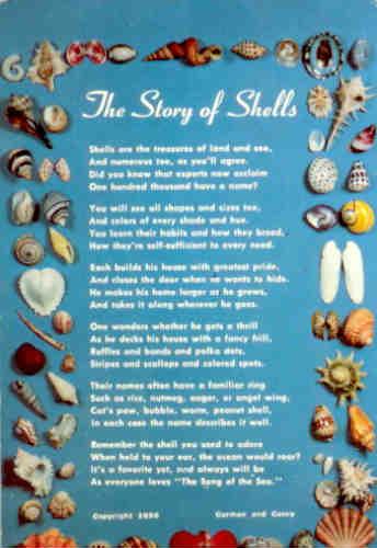 The story of shells