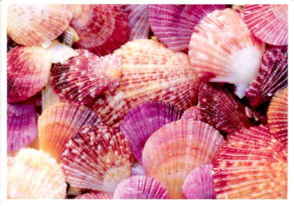 Generic seashells