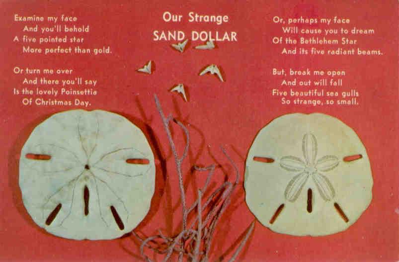 Our Strange Sand Dollar (USA)