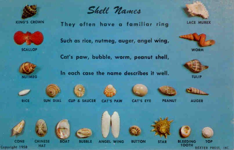 Shell Names (USA)