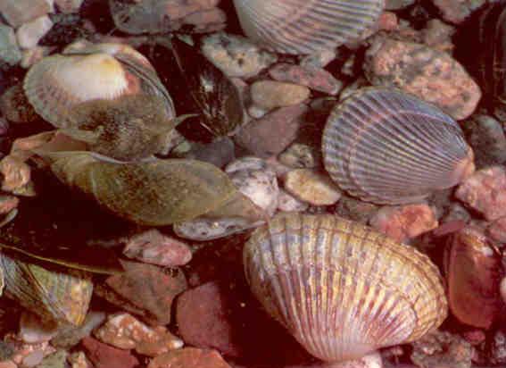 Baltic Sea Molluscs, Finland