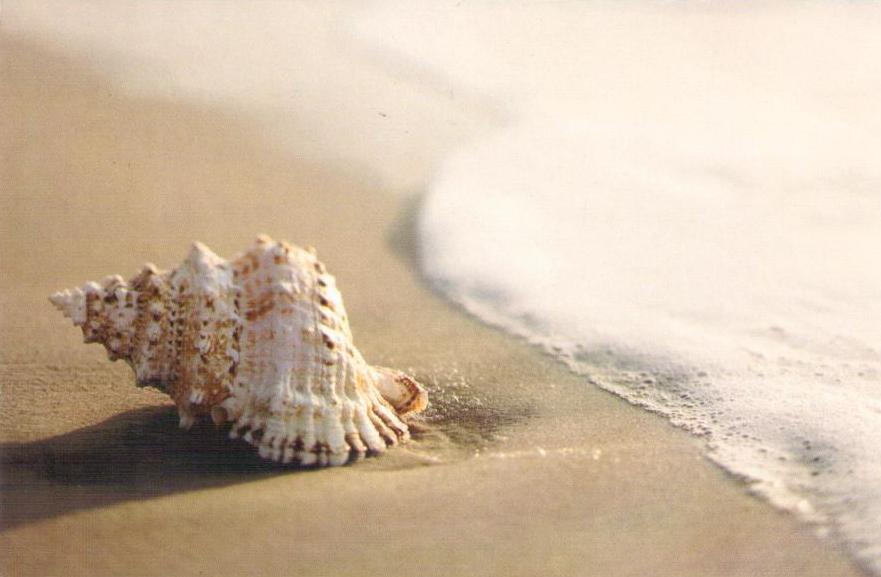 Shell on beach (Ukraine)