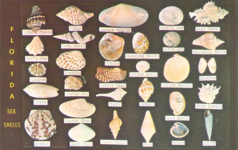 Florida Sea Shells (USA)