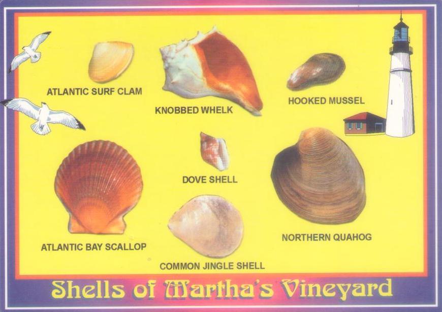 Shells of Martha’s Vineyard (Massachusetts, USA)