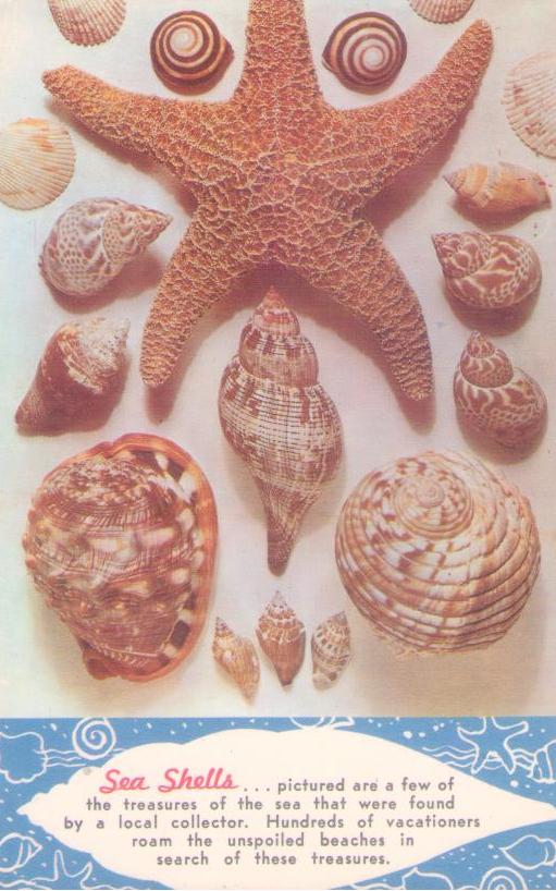 Sea Shells (USA)