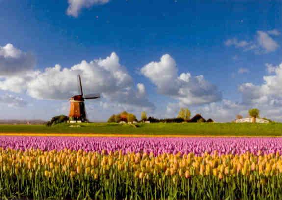 Windmill and tulips (Netherlands)
