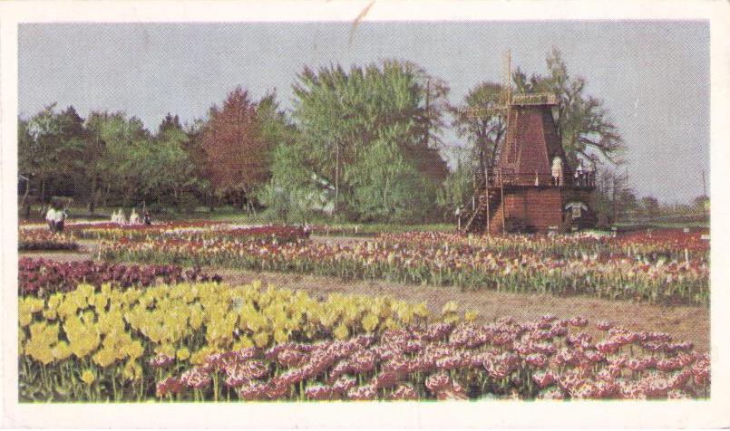 Holland, Tulip Time (Michigan, USA)