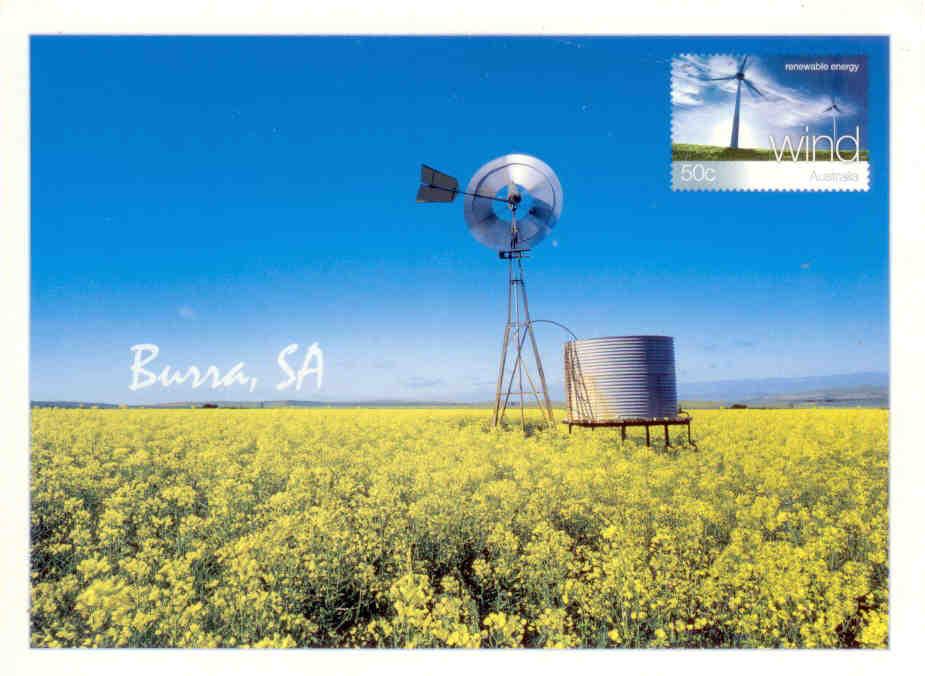 Burra, SA – Windmill in Canola Crop (Australia)