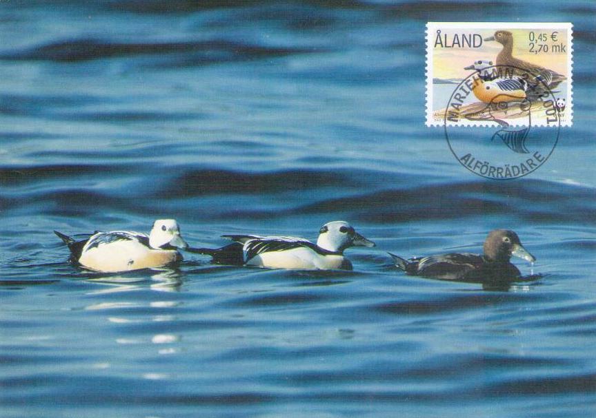 Aland, Steller’s Eider 36 (Finland)