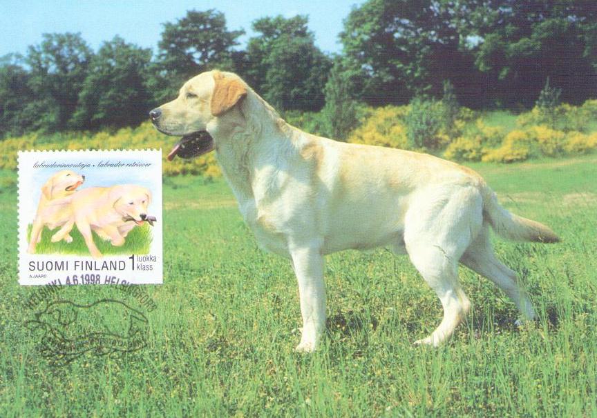 Labrador Retriever (Maximum Card no. 38) (Finland)