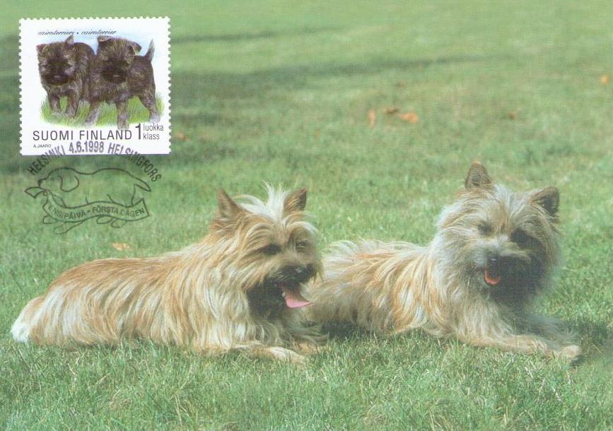 Cairnterrier (sic) (Maximum Card no. 39) (Finland)